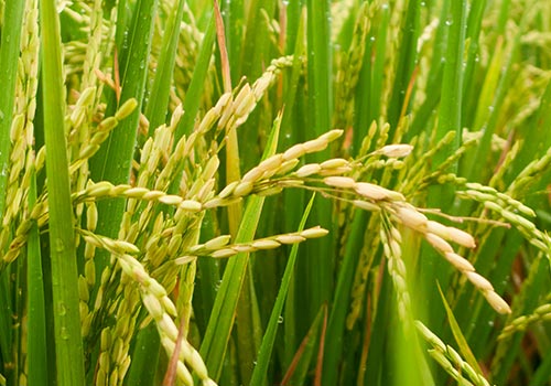 herbicide