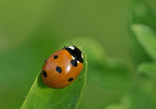 Insecticide