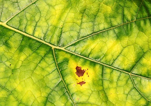 fungicide